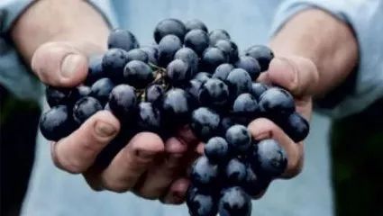 拥有铮铮铁骨，酒体浑厚的硬汉