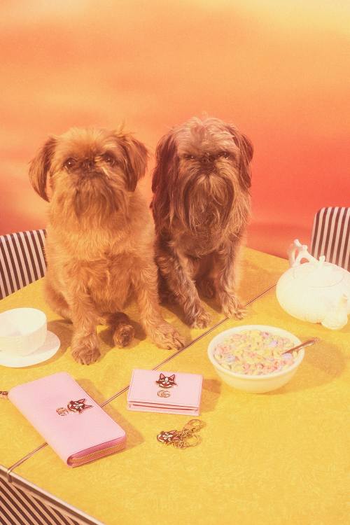 gucci狗狗系列,gucci最新款大狗