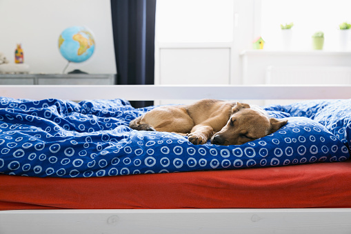 餐厅垃圾桶选购,智能感应垃圾桶选购