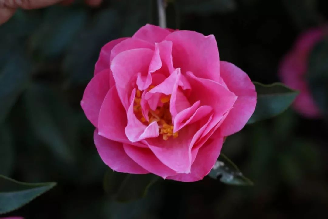 楚雄紫溪山山茶花开了吗,楚雄紫溪山茶花盛开的地方