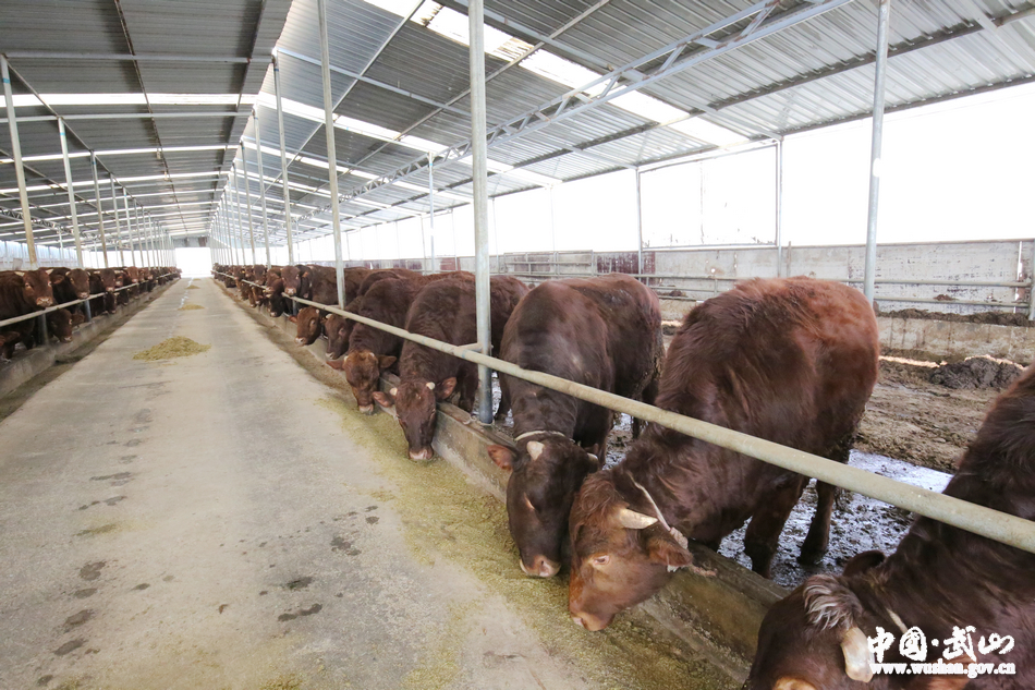 武山通济牧业有限责任公司供港澳秦川牛武山基地揭牌