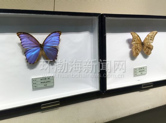 世界十大名蝶图片,世界名蝶图片大全