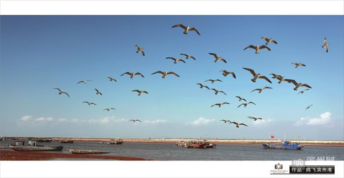 爱拍鸟儿的张教授