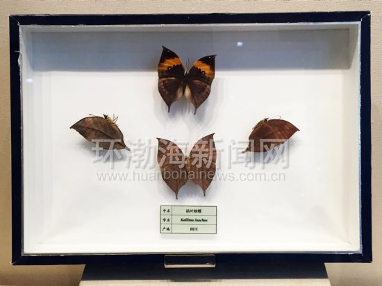 世界十大名蝶图片,世界名蝶图片大全