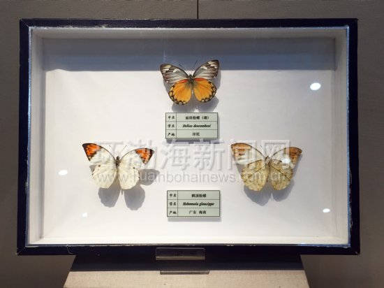 世界十大名蝶图片,世界名蝶图片大全