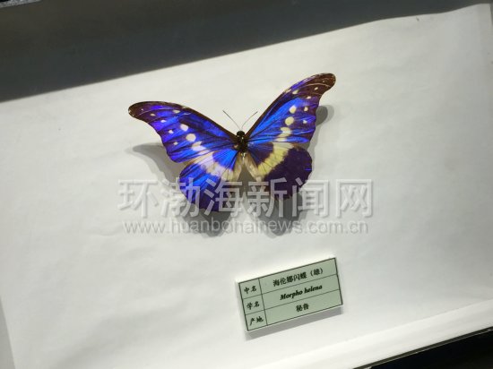 世界十大名蝶图片,世界名蝶图片大全