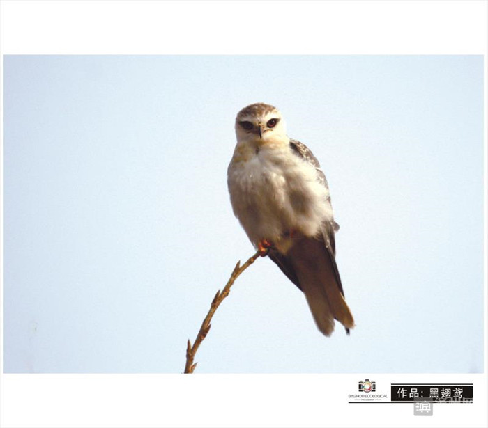 爱拍鸟儿的张教授