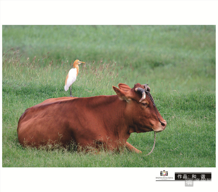 爱拍鸟儿的张教授