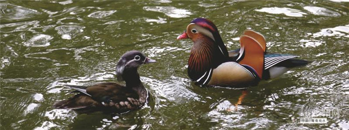 爱拍鸟儿的张教授