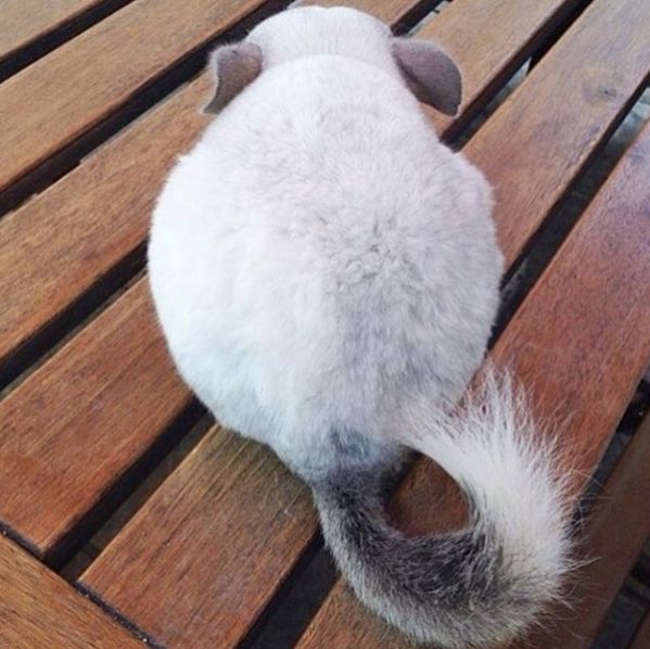 12生肖驾到视频,十二生肖迎接高光时刻