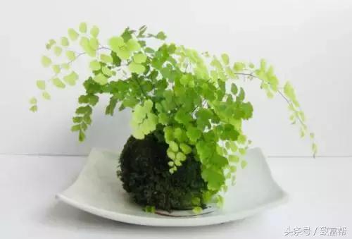 卖小微盆景的利润,微盆景价格一览表