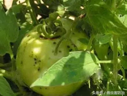 番茄褐斑病怎么治疗效果最好,番茄褐斑病是真菌还是细菌