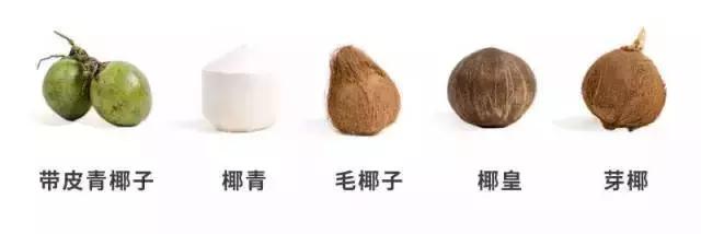 海南人才知道的水果,揭秘海南椰子