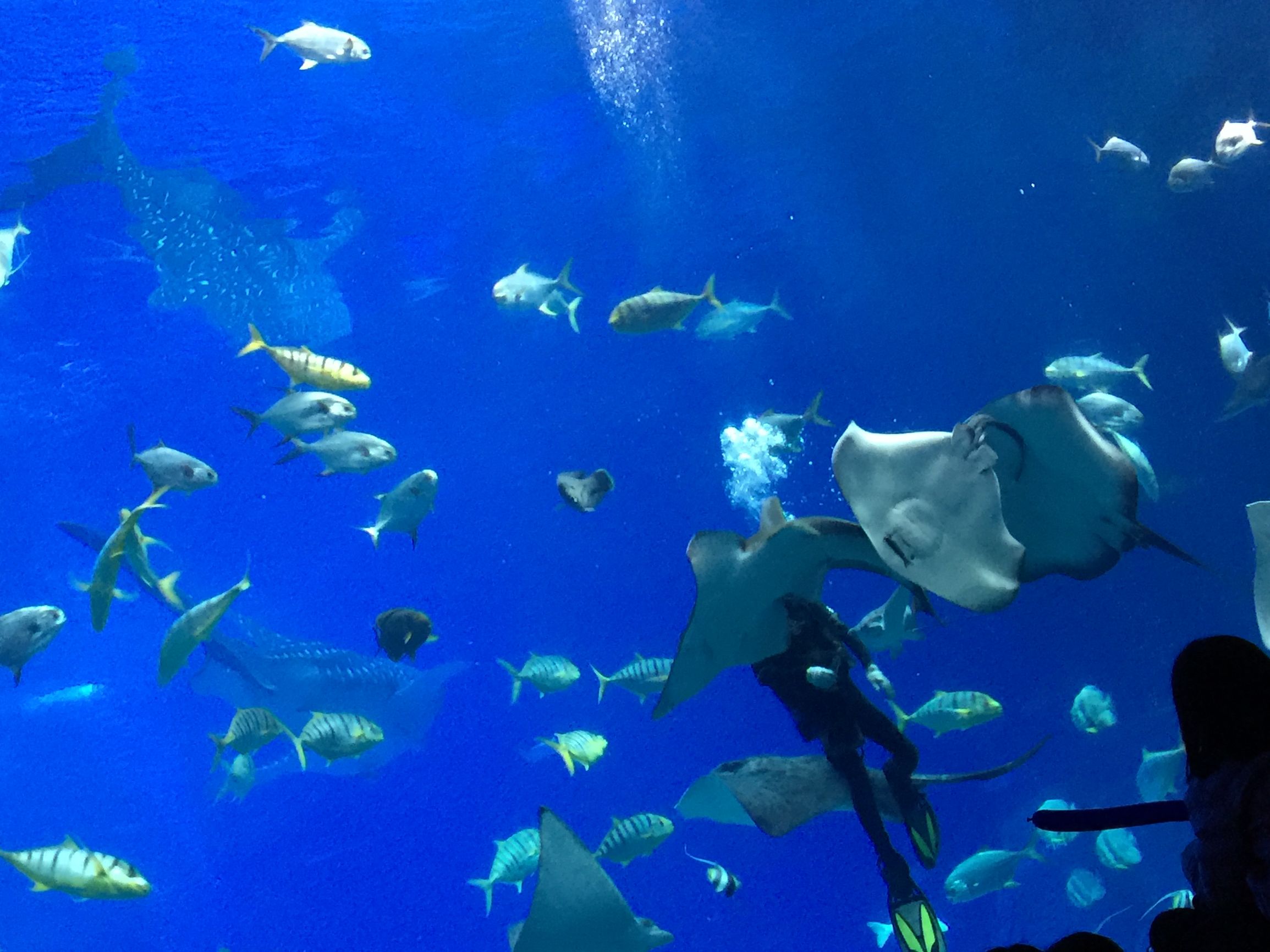 珠海长隆水上乐园亲子游攻略,珠海长隆企鹅酒店攻略亲子游