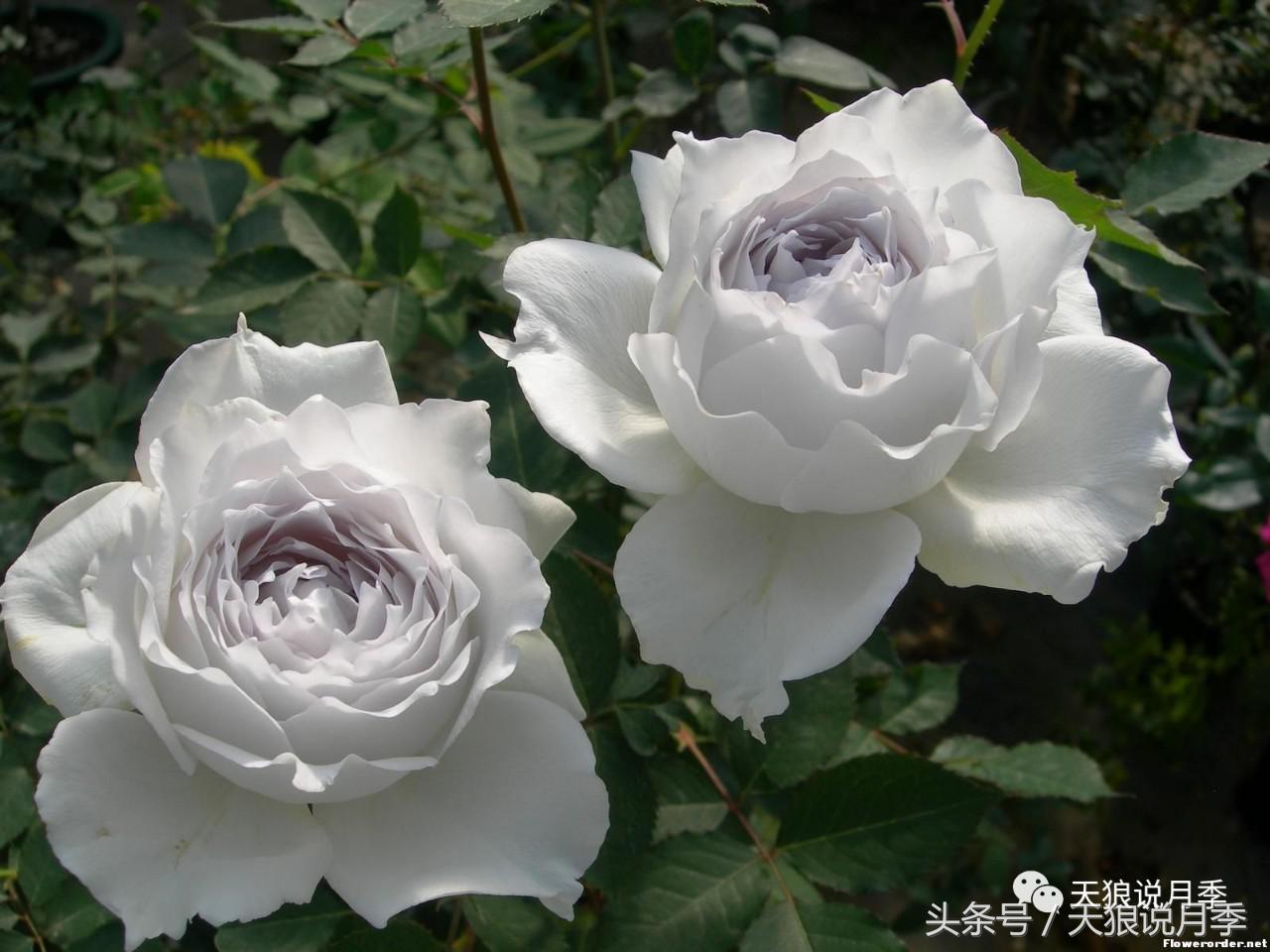 月季都有什么好品种,月季有什么好的品种