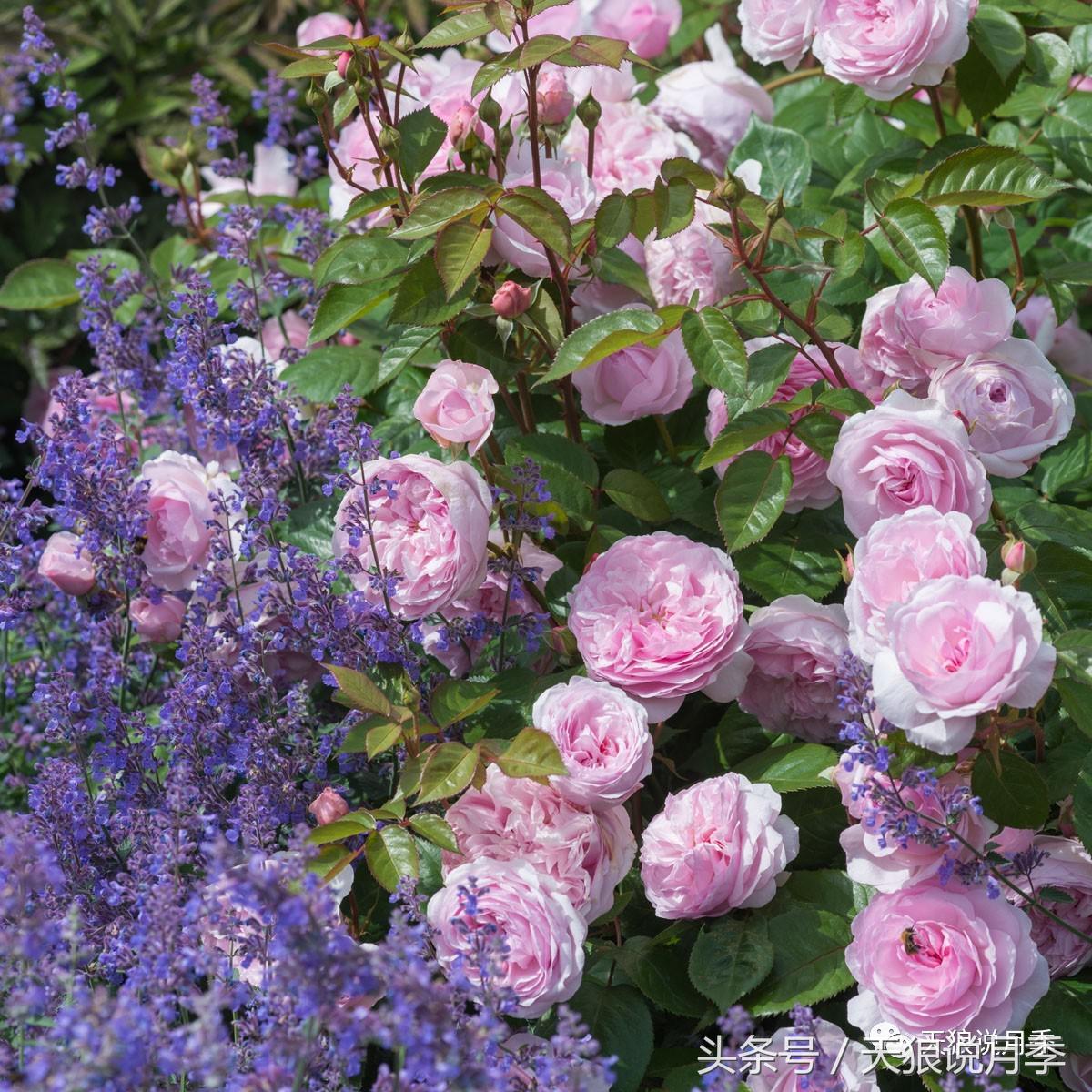 月季都有什么好品种,月季有什么好的品种