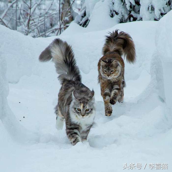 猫的外表特征,公的缅因猫有多帅