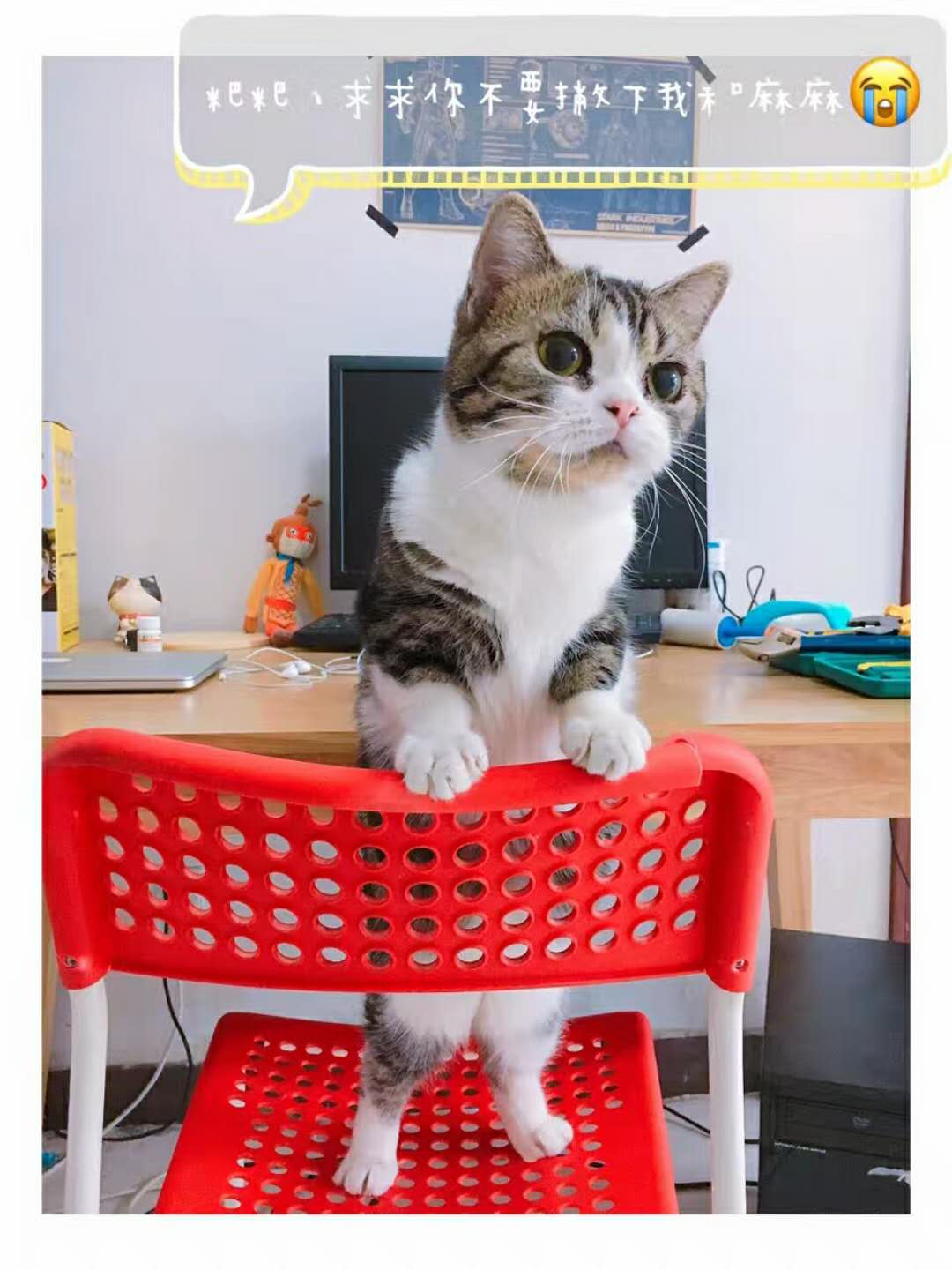 科普猫咪的内容,科普猫咪的眼睛