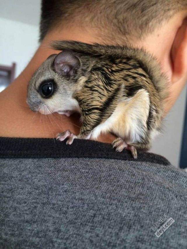 你适合养什么宠物小测试,你知道你自己最合适养什么宠物吗