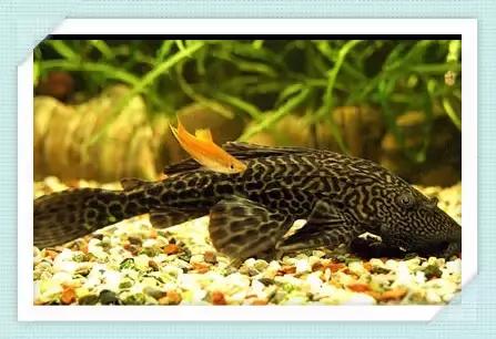 全红孔雀鱼饲养难度,用收纳箱饲养孔雀鱼