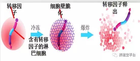 养鸡需要打哪些疫苗,养鸡神药到底是什么
