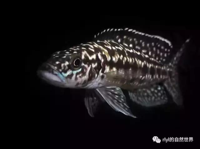 「鱼标本戏说非洲慈鲷」第二章:威严庄重的坦湖酋长——大型炮弹