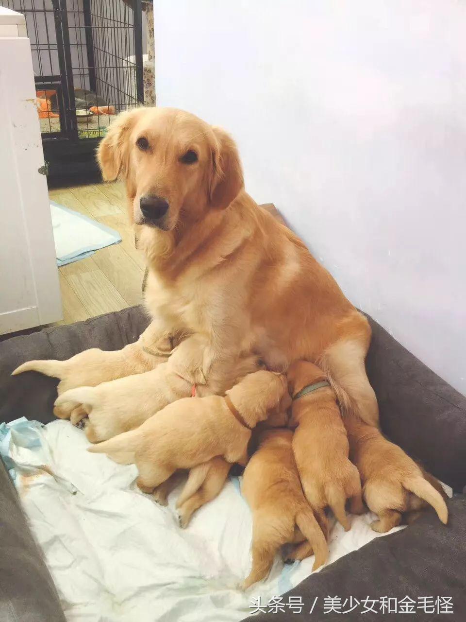 狗分娩时注意事项,狗妈妈分娩之后吃什么