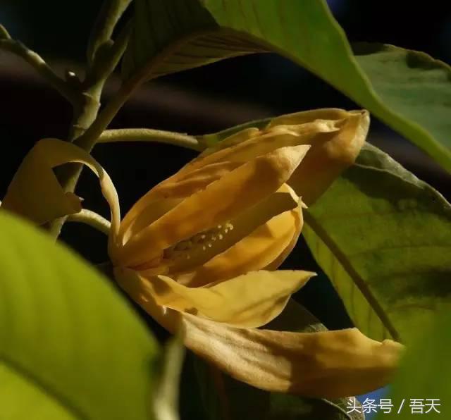 常见花卉盆栽图片大全及花名,常见园林花卉图片及名称简介