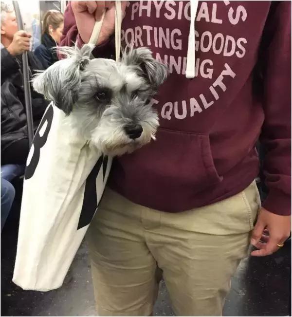 歪果仁玩法视频教程,歪果仁最佳玩法