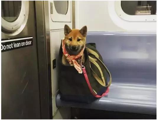 歪果仁玩法视频教程,歪果仁最佳玩法