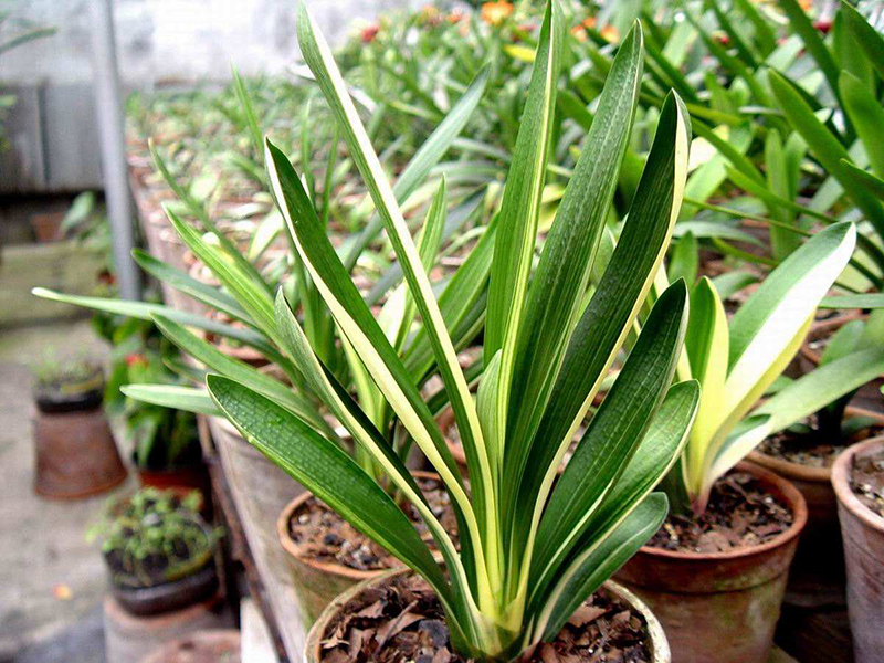 君子兰的叶片长得怎么样是正常,君子兰什么样的叶子开花好看