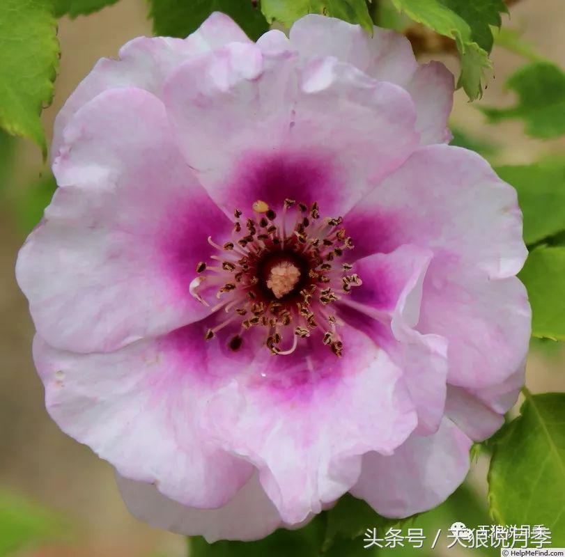 月季都有什么好品种,月季有什么好的品种