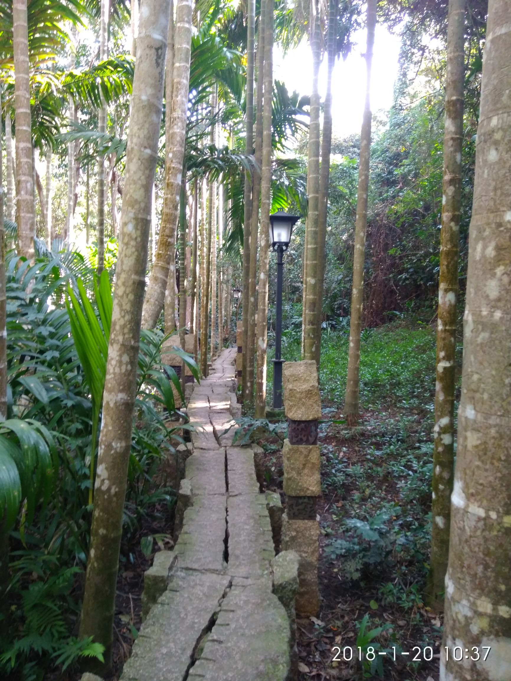 三亚亚龙湾热带天堂森林公园,三亚游玩攻略亚龙湾森林天堂