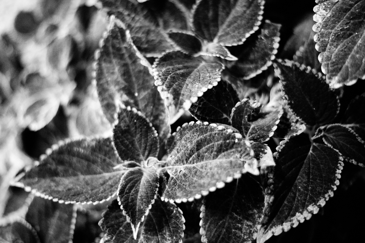 新机尼康新手入门单反推荐,新手入尼康全画幅和半画幅