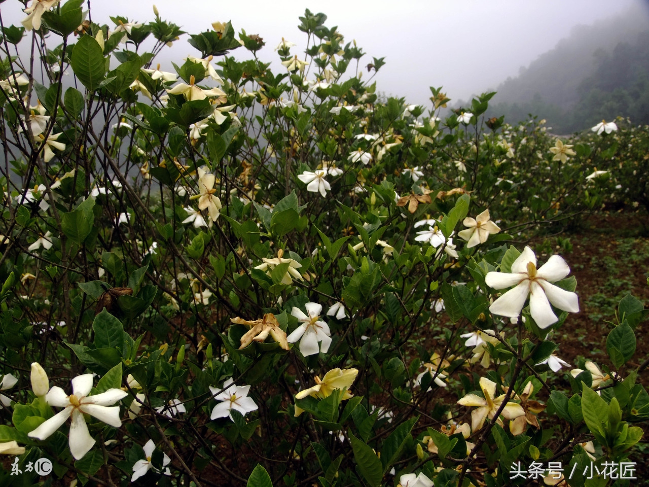 新买栀子花,黄叶、落叶的几种原因,及解决办法