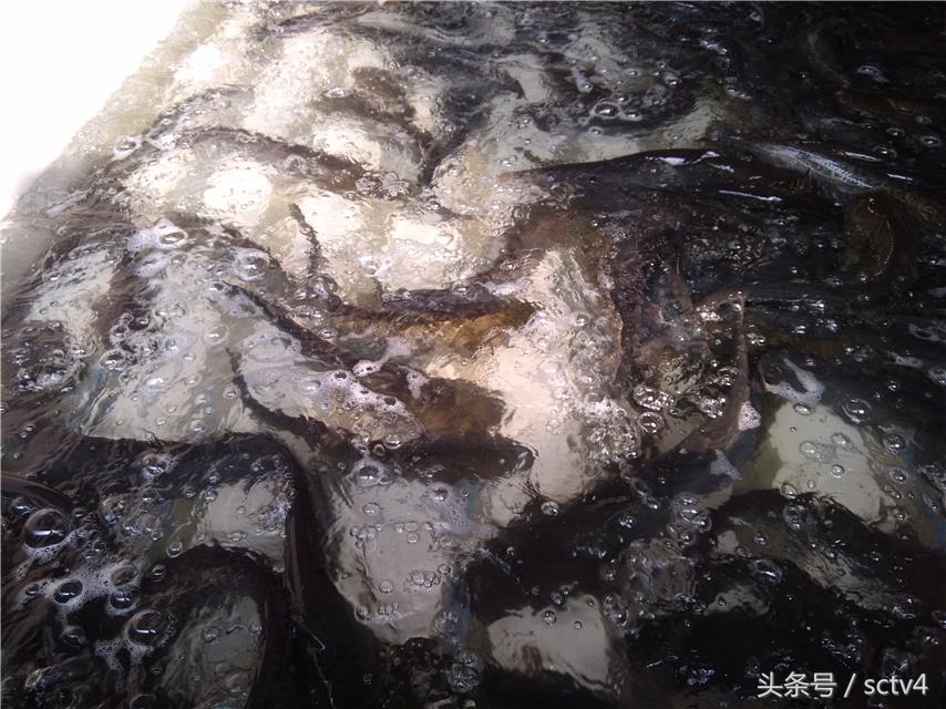 正宗梭边鱼,分不清正反面的鱼