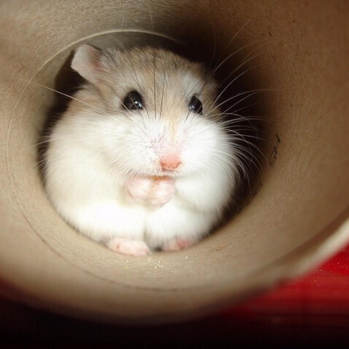 你适合养什么宠物小测试,你知道你自己最合适养什么宠物吗