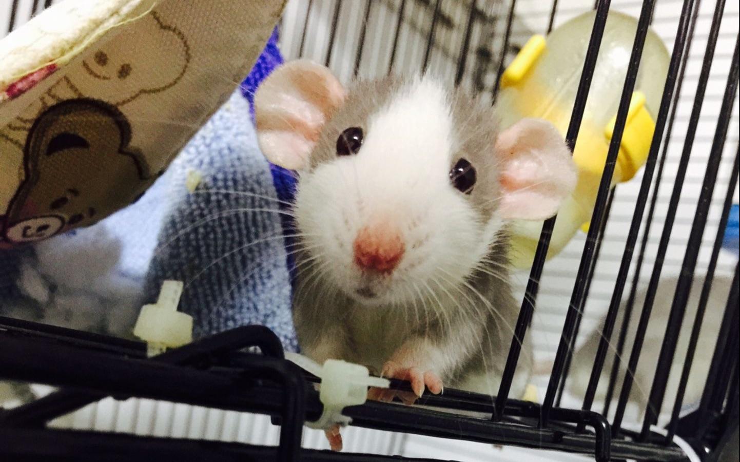 你适合养什么宠物小测试,你知道你自己最合适养什么宠物吗