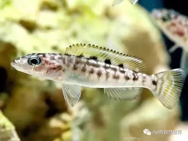 「鱼标本戏说非洲慈鲷」第二章:威严庄重的坦湖酋长——大型炮弹