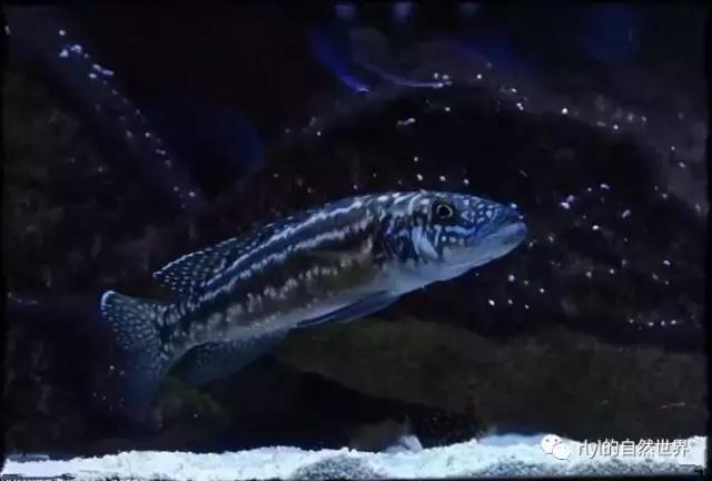 「鱼标本戏说非洲慈鲷」第二章:威严庄重的坦湖酋长——大型炮弹