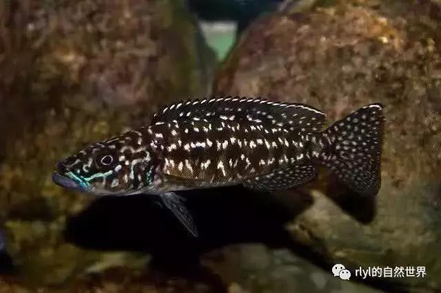 「鱼标本戏说非洲慈鲷」第二章:威严庄重的坦湖酋长——大型炮弹