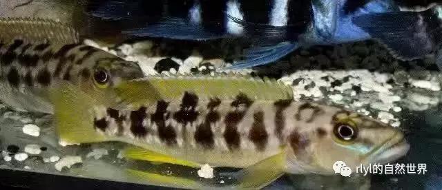 「鱼标本戏说非洲慈鲷」第二章:威严庄重的坦湖酋长——大型炮弹