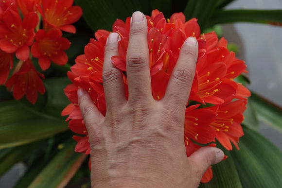 给君子兰换盆可以加上点草木灰吗,如何给君子兰换盆在冬季