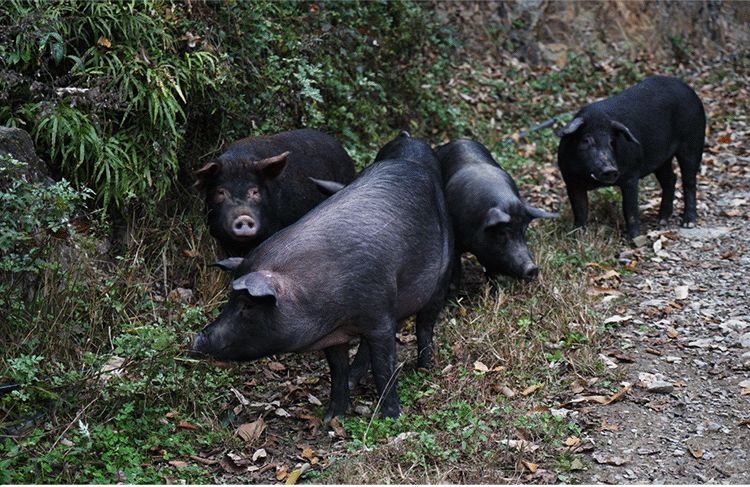 腊肉烧了有味道,腊肉散发出很浓的味道
