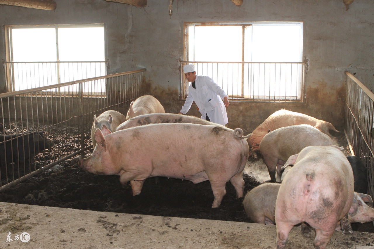 猪水泡病是人畜共患病吗,猪水泡病是什么症状