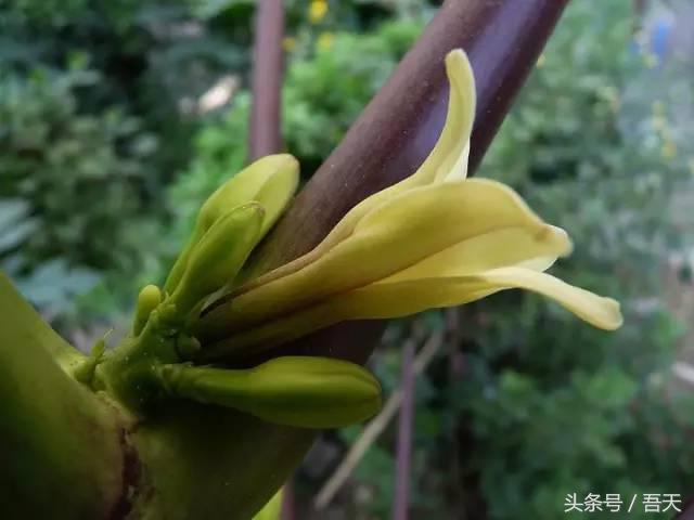 常见花卉盆栽图片大全及花名,常见园林花卉图片及名称简介