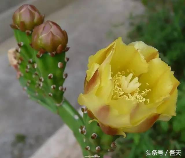 常见花卉盆栽图片大全及花名,常见园林花卉图片及名称简介