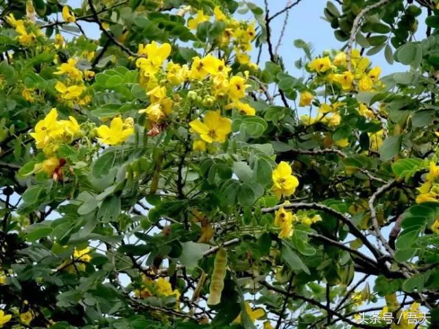 常见花卉盆栽图片大全及花名,常见园林花卉图片及名称简介