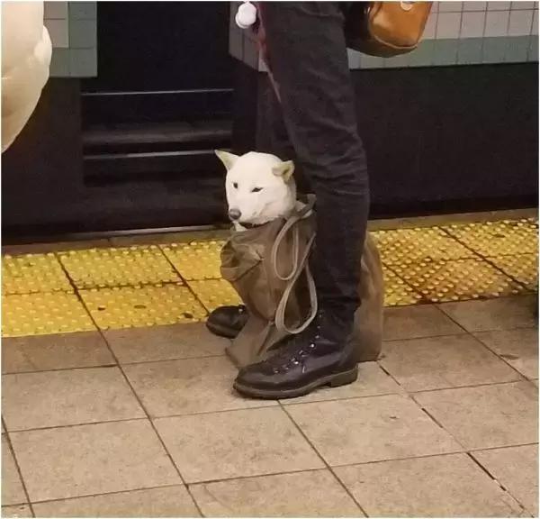 歪果仁玩法视频教程,歪果仁最佳玩法