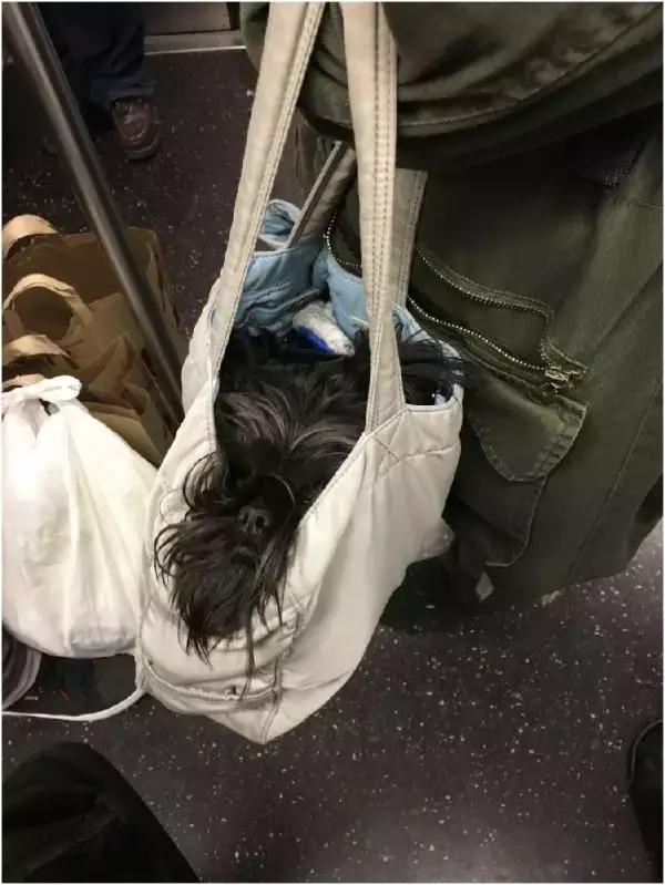 歪果仁玩法视频教程,歪果仁最佳玩法